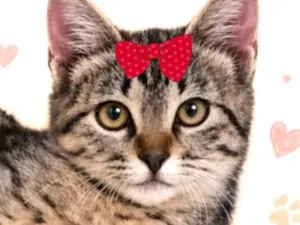 Gato raça SRD-ViraLata idade 2 a 6 meses nome Belinha