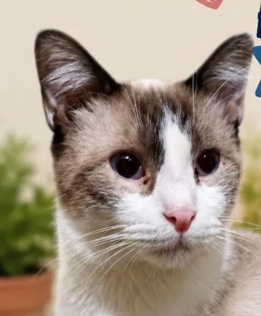 Gato raça SRD-ViraLata idade 2 anos nome Bily