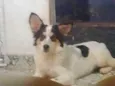 Floquinho