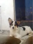 Floquinho