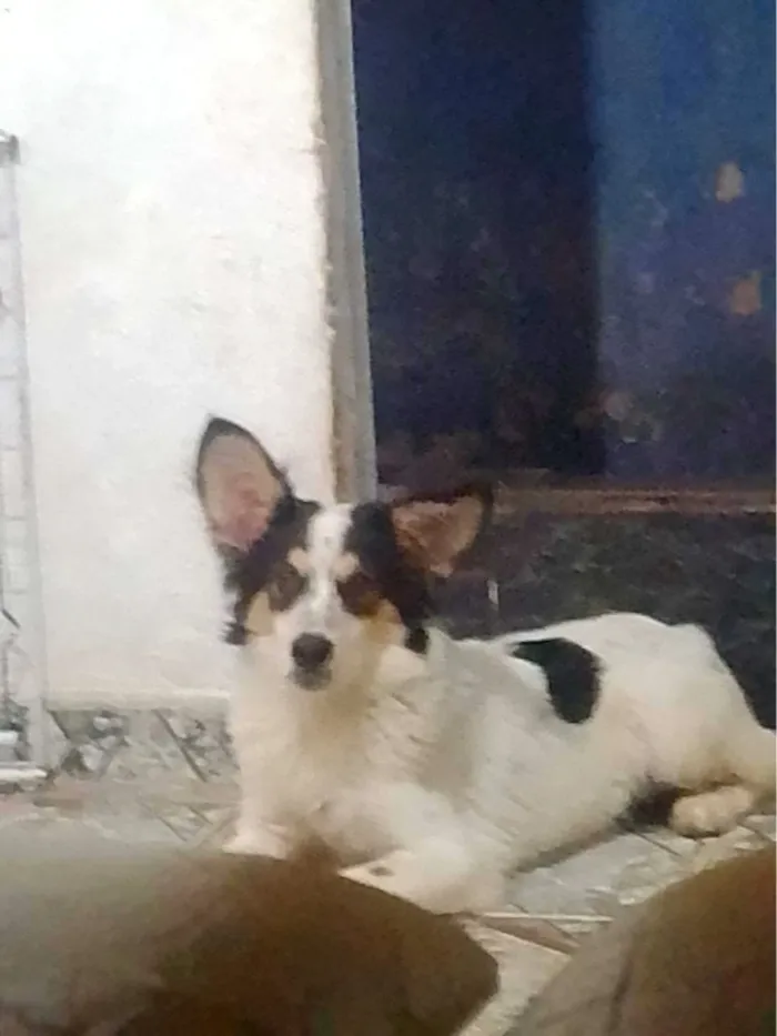 Cachorro raça SRD-ViraLata idade 2 a 6 meses nome Floquinho