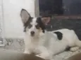 Floquinho