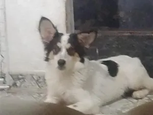 Cachorro raça SRD-ViraLata idade 2 a 6 meses nome Floquinho