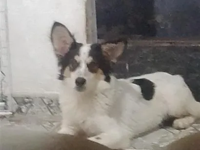 Cachorro raça SRD-ViraLata idade 2 a 6 meses nome Floquinho