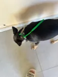 Chico