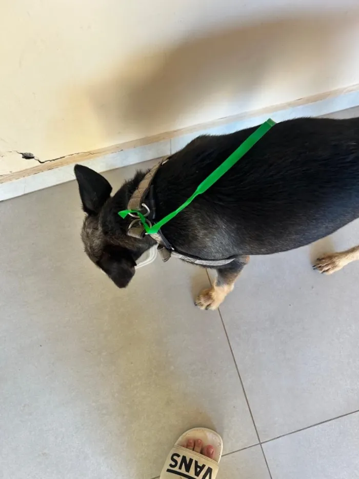 Cachorro raça SRD-ViraLata idade 1 ano nome Chico