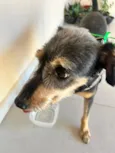 Chico
