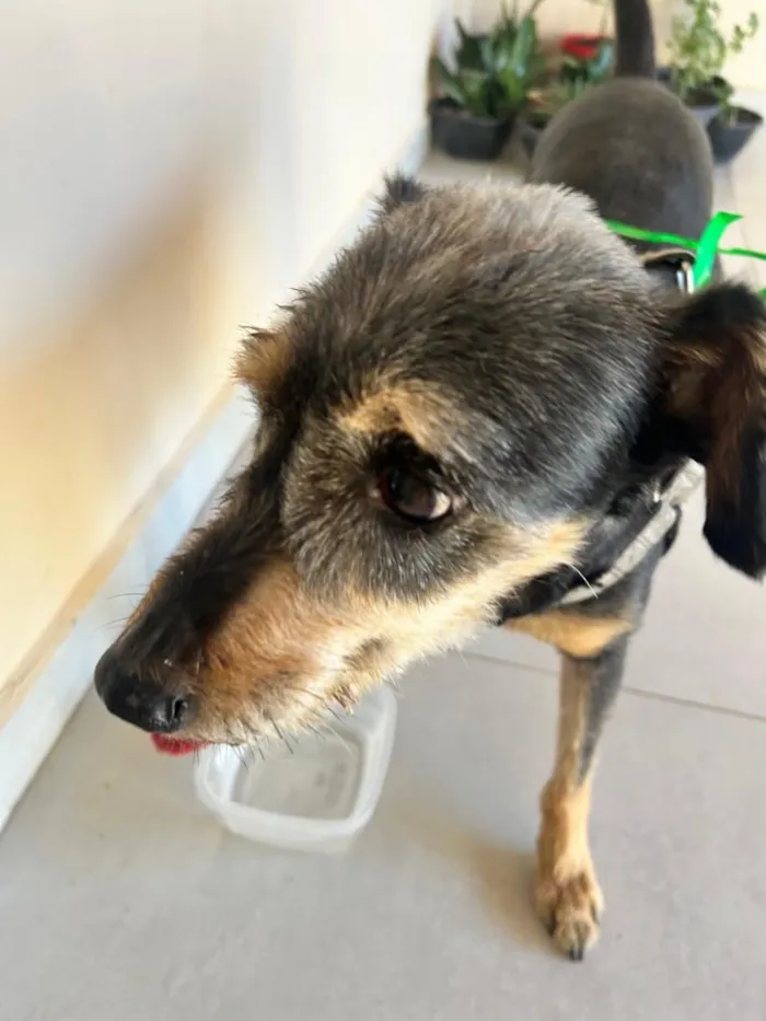 Cachorro raça SRD-ViraLata idade 1 ano nome Chico