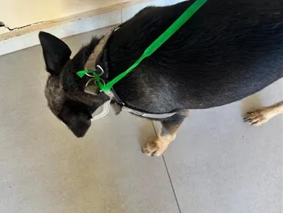 Cachorro raça SRD-ViraLata idade 1 ano nome Chico