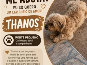 Cachorro raça SRD-ViraLata idade 2 anos nome Thanos