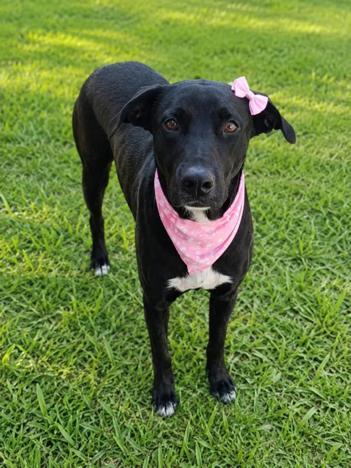 Cachorro raça SRD-ViraLata idade 2 anos nome Flor