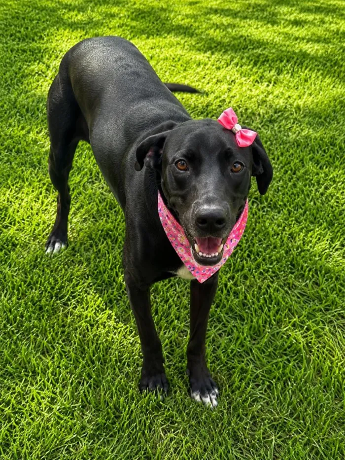 Cachorro raça SRD-ViraLata idade 2 anos nome Flor
