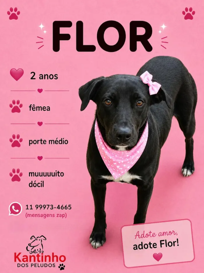 Cachorro raça SRD-ViraLata idade 2 anos nome Flor