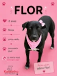 Flor