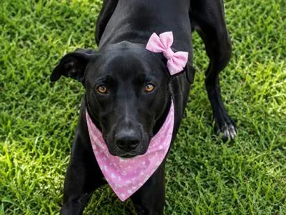 Cachorro raça SRD-ViraLata idade 2 anos nome Flor