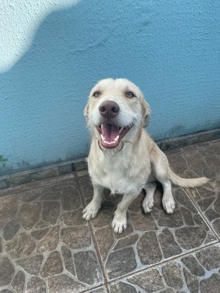 Cachorro raça SRD-ViraLata idade 1 ano nome Leo
