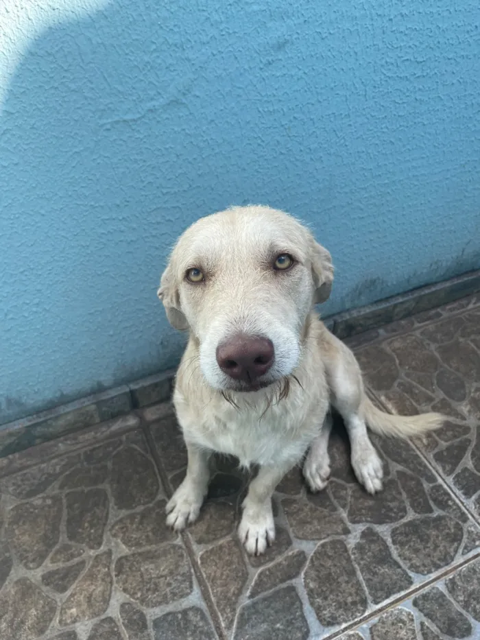 Cachorro raça SRD-ViraLata idade 1 ano nome Leo