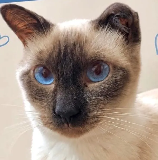 Gato raça Siamês idade 1 ano nome Nick