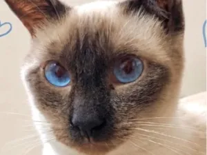 Gato raça Siamês idade 1 ano nome Nick