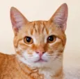 Emílio