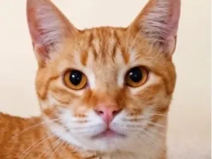 Gato raça SRD-ViraLata idade 2 anos nome Emílio