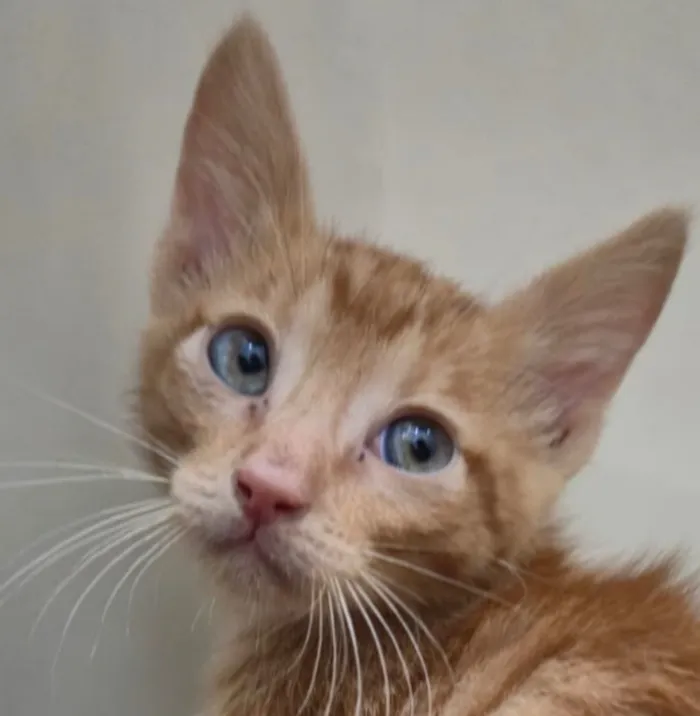 Gato raça SRD-ViraLata idade 2 a 6 meses nome Dino
