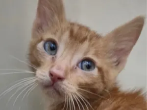 Gato raça SRD-ViraLata idade 2 a 6 meses nome Dino