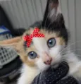 Belinha