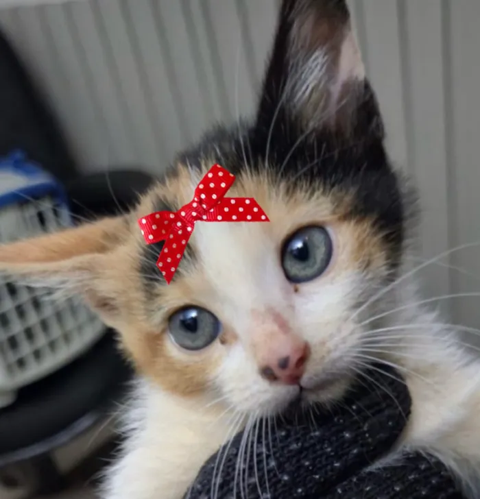 Gato raça SRD-ViraLata idade 2 a 6 meses nome Belinha