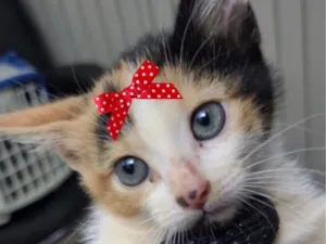 Gato raça SRD-ViraLata idade 2 a 6 meses nome Belinha