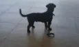 Boot 