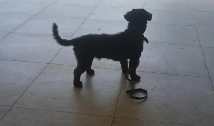 Cachorro raça Poodle idade 3 anos nome Boot 