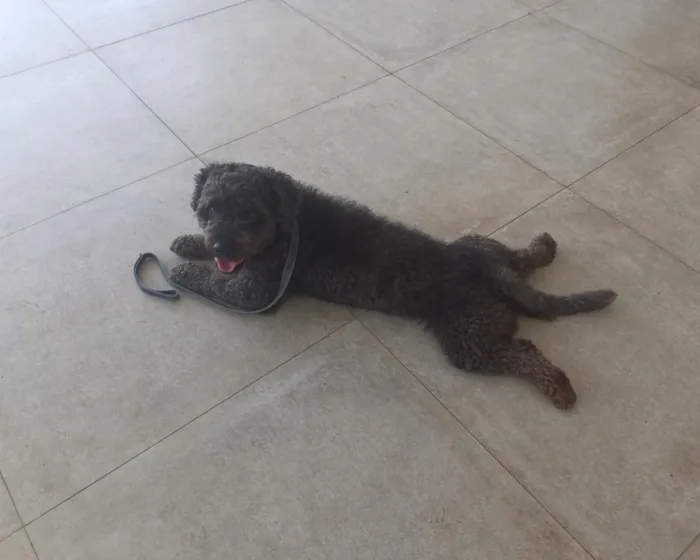Cachorro raça Poodle idade 3 anos nome Boot 
