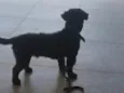 Boot 