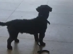 Cachorro raça Poodle idade 3 anos nome Boot 