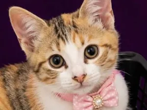 Gato raça SRD-ViraLata idade 2 a 6 meses nome Cocada