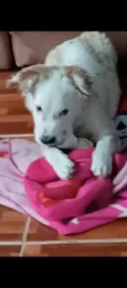 floquinho 