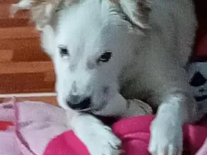 Cachorro raça SRD-ViraLata idade 2 a 6 meses nome floquinho 