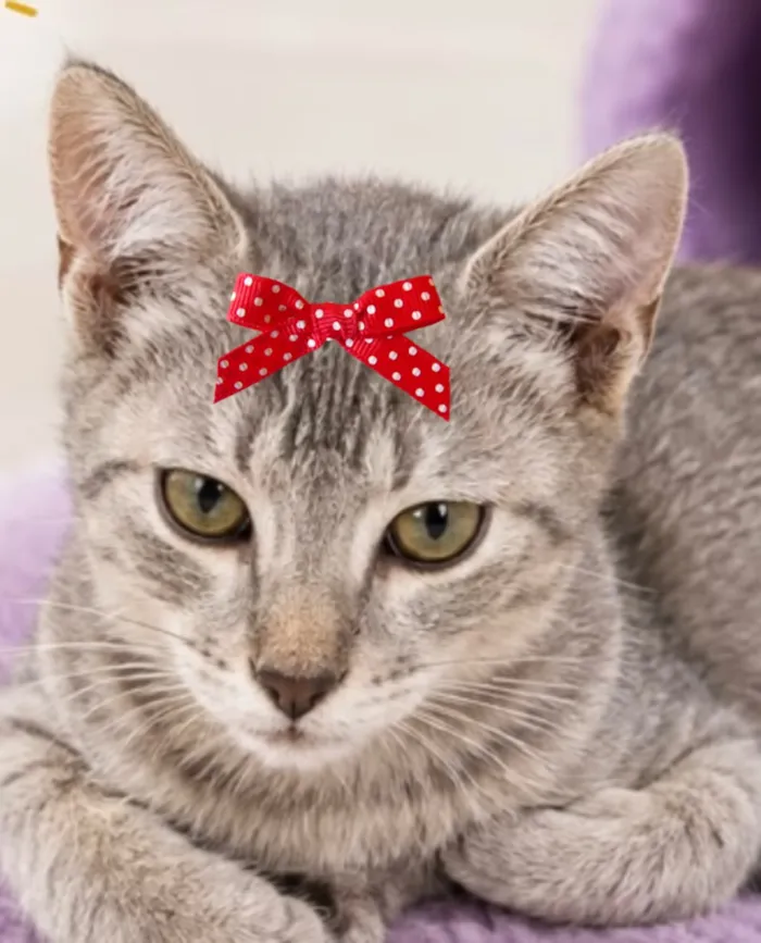 Gato raça SRD-ViraLata idade 2 a 6 meses nome Cristal