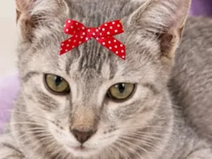 Gato raça SRD-ViraLata idade 2 a 6 meses nome Cristal