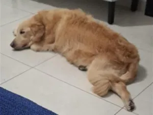 Cachorro raça SRD-ViraLata idade 6 ou mais anos nome Lola 