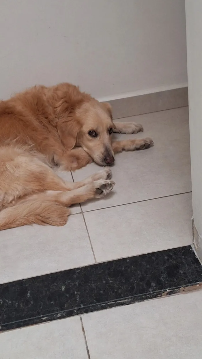 Cachorro raça SRD-ViraLata idade 6 ou mais anos nome Lola 