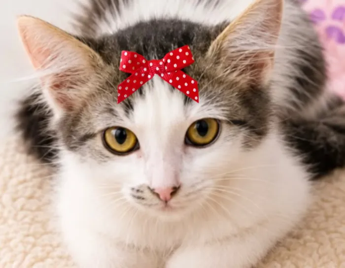 Gato raça SRD-ViraLata idade 2 a 6 meses nome Pitanga