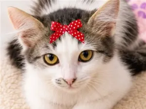 Gato raça SRD-ViraLata idade 2 a 6 meses nome Pitanga