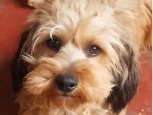 Cachorro raça Shitzu idade 7 a 11 meses nome Messi