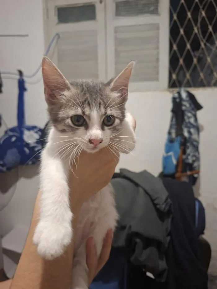 Gato raça SRD-ViraLata idade Abaixo de 2 meses nome Rajado