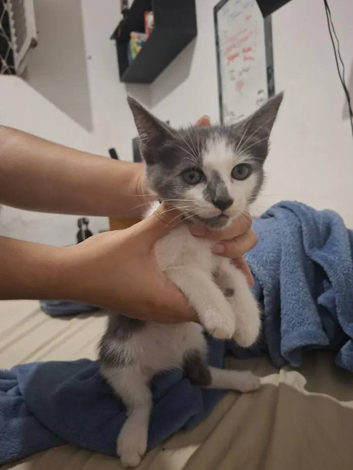 Gato raça SRD-ViraLata idade Abaixo de 2 meses nome Loki