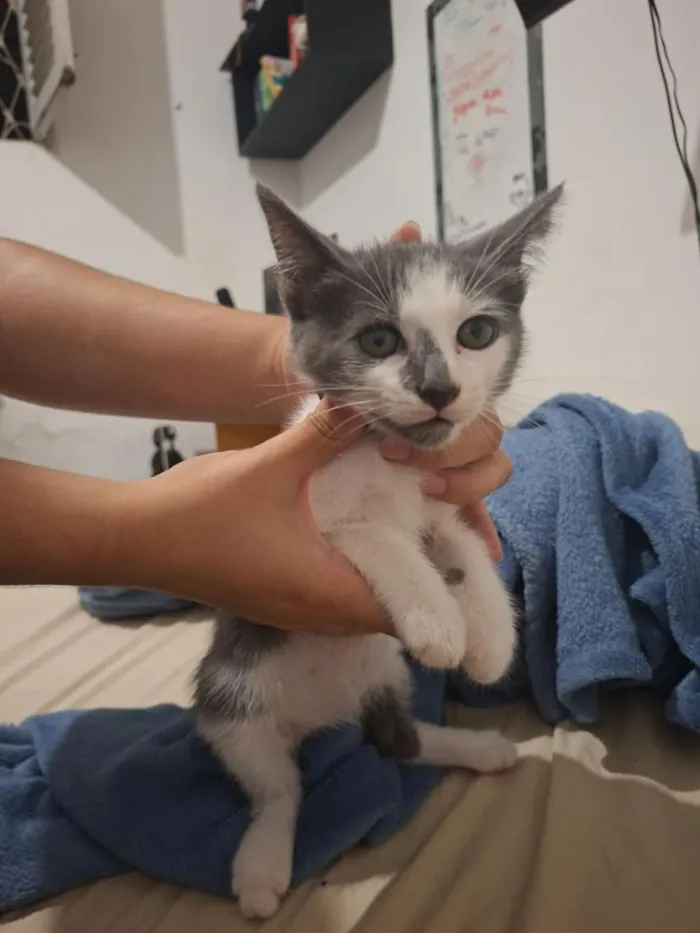 Gato raça SRD-ViraLata idade Abaixo de 2 meses nome Loki