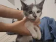 Loki