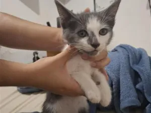 Gato raça SRD-ViraLata idade Abaixo de 2 meses nome Loki